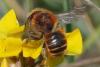 Osmia aurulenta
